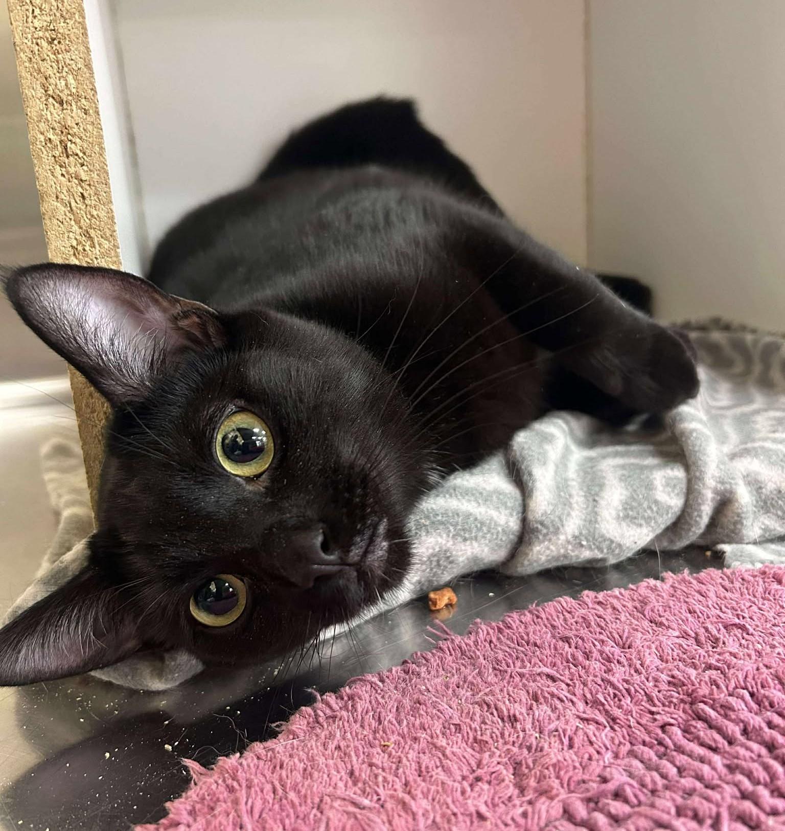 CINDERELLA, a Adoptable mixed breed in Murrieta, CA image 2/6