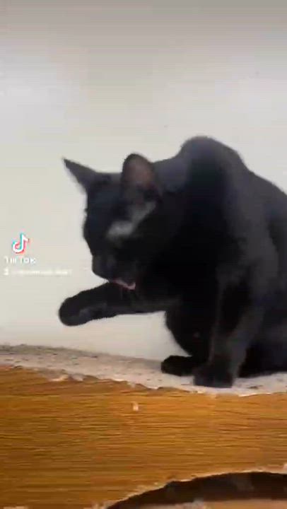 Enlarge CINDERELLA, a Adoptable mixed breed in Murrieta, CA video 6/6