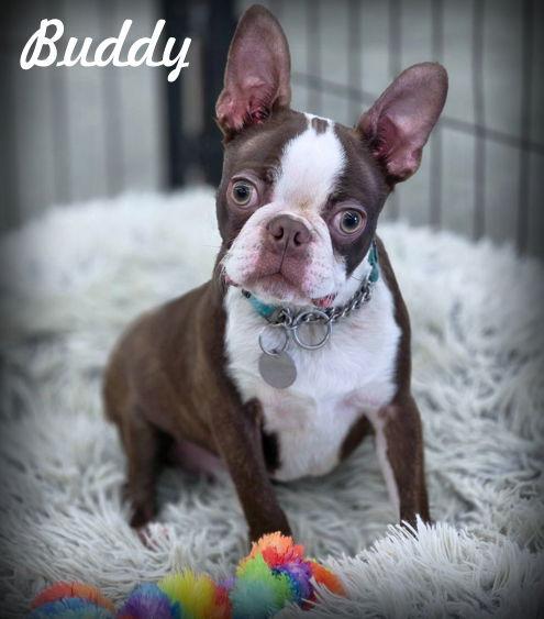Buddy, Adopted, Puppy Male Boston Terrier.