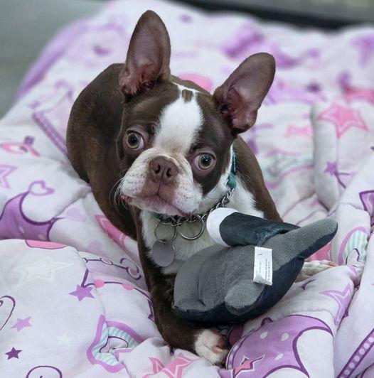 Enlarge Buddy, a Adopted Boston Terrier in Anaheim Hills, CA image 3/3