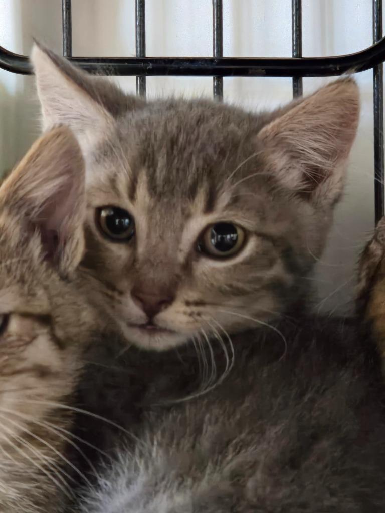 Samsung, Adoptable, Kitten Male Domestic Short Hair.