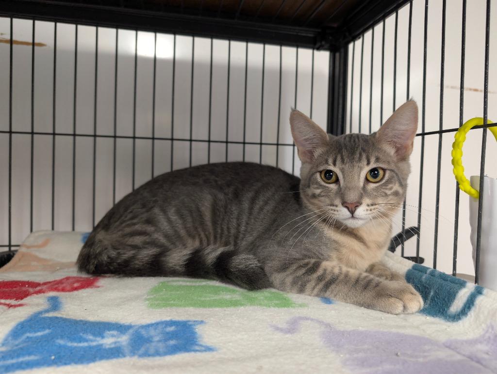 Enlarge Samsung, a Adoptable mixed breed in Shelton, WA image 2/2