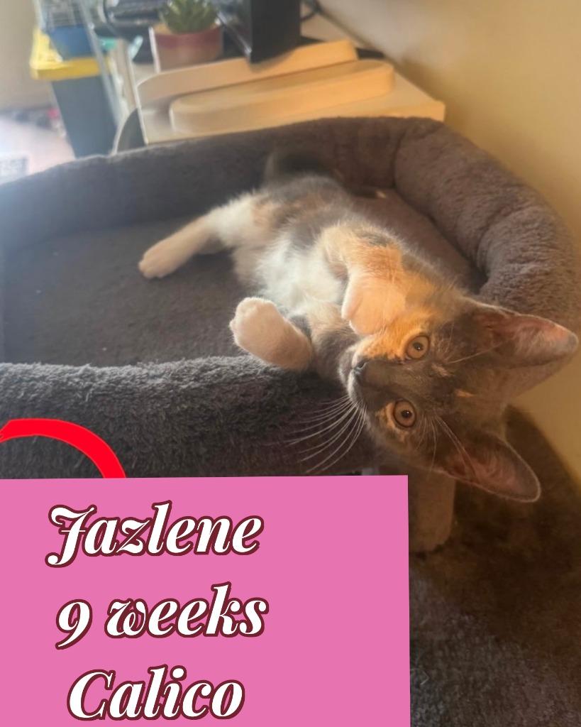 Jazlene (O), Adoptable, Kitten Female Calico.
