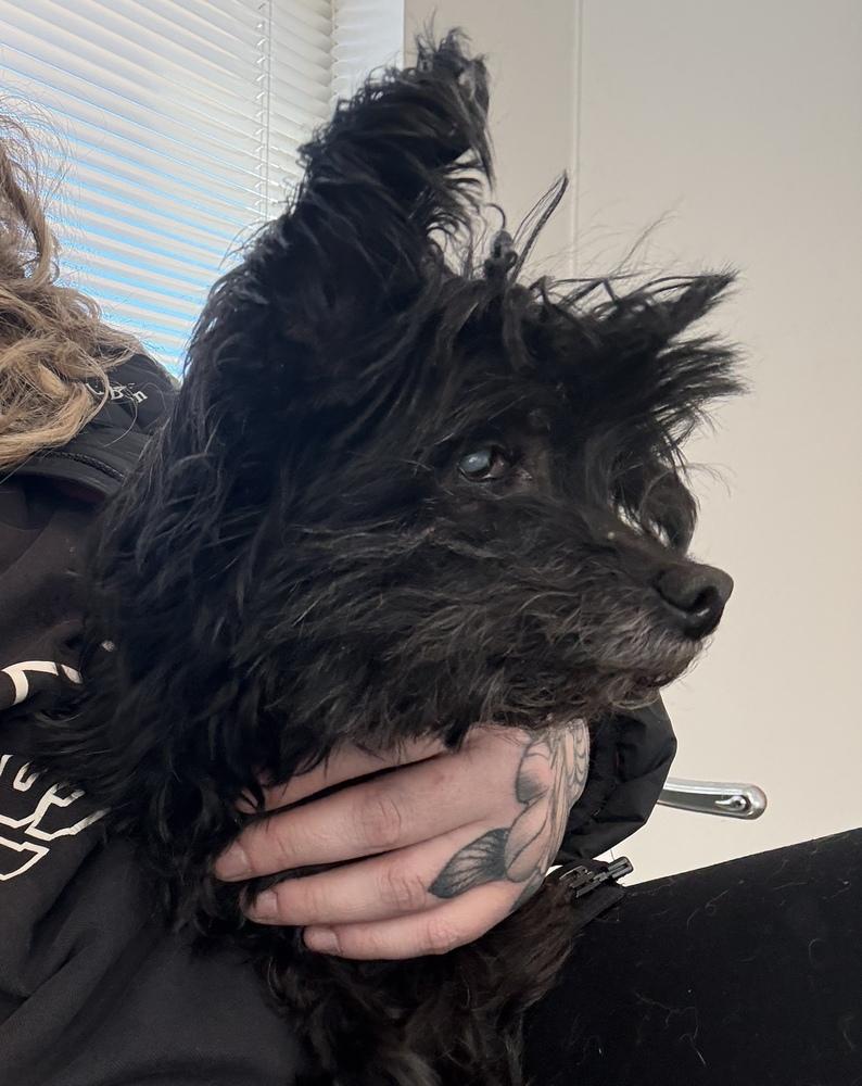 Enlarge Honey, a Adoptable mixed breed in Golden, CO image 1/5