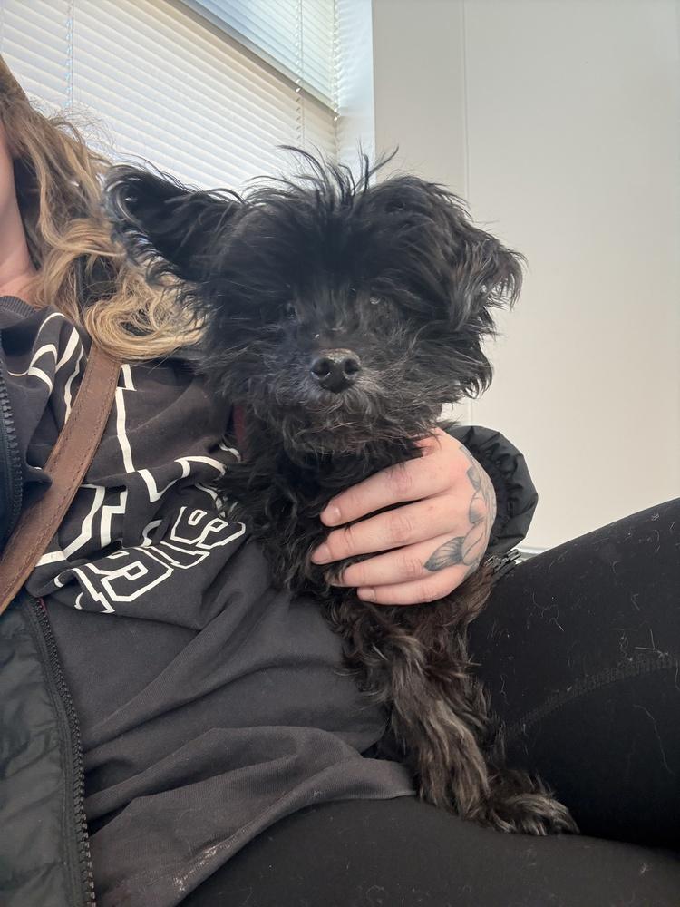 Enlarge Honey, a Adoptable mixed breed in Golden, CO image 3/5