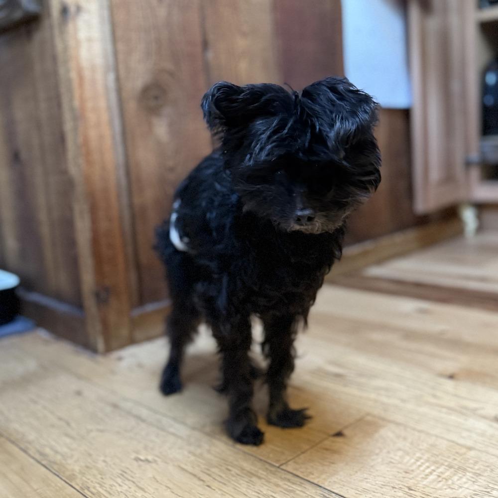 Enlarge Honey, a Adoptable mixed breed in Golden, CO image 4/5