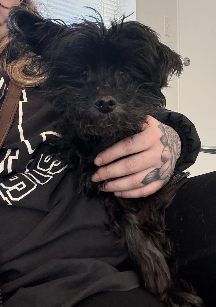 Enlarge Honey, a Adoptable mixed breed in Golden, CO image 5/5