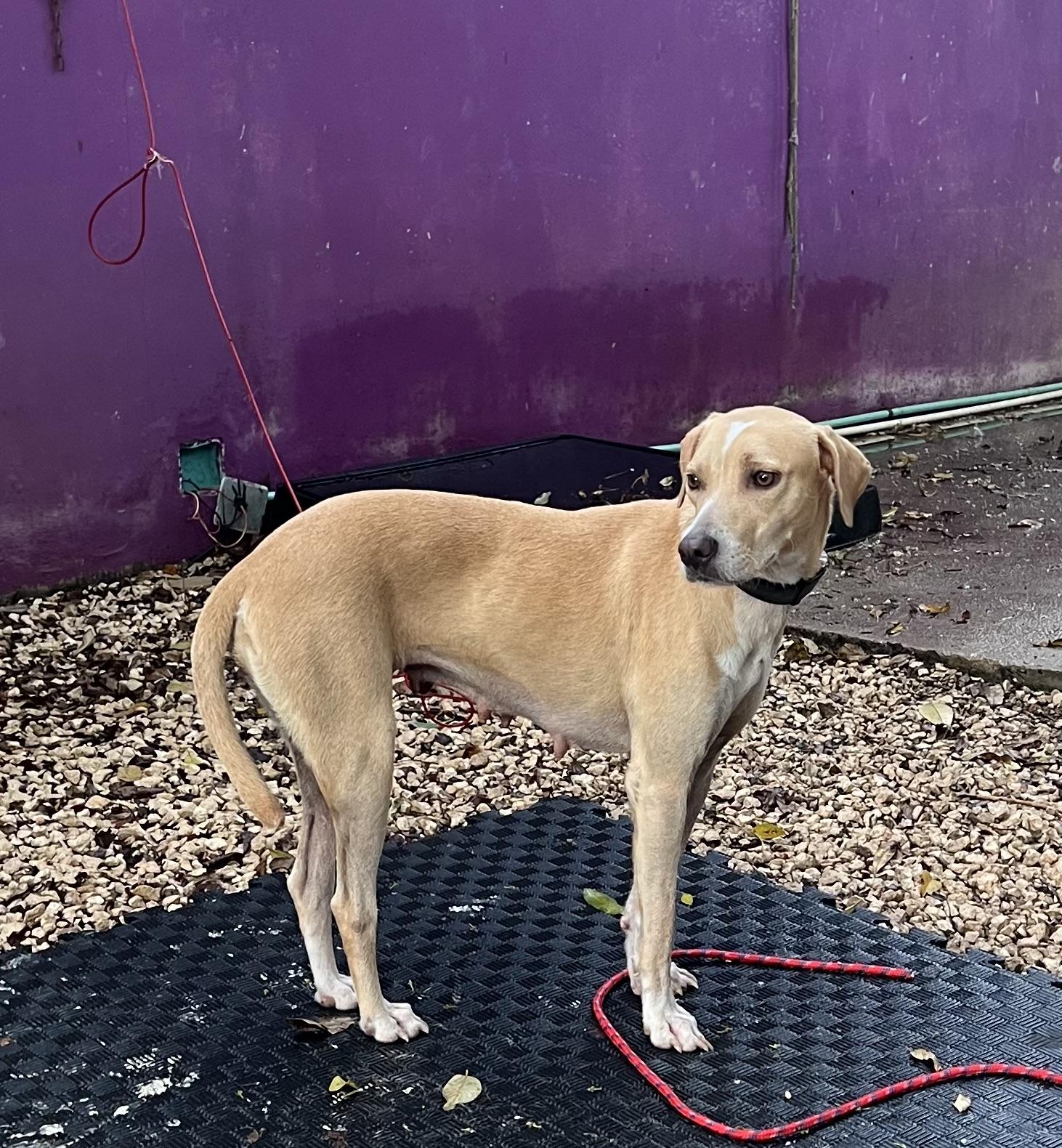 Lua, a ADOPTABLE mixed breed in New York, NY image 5/6
