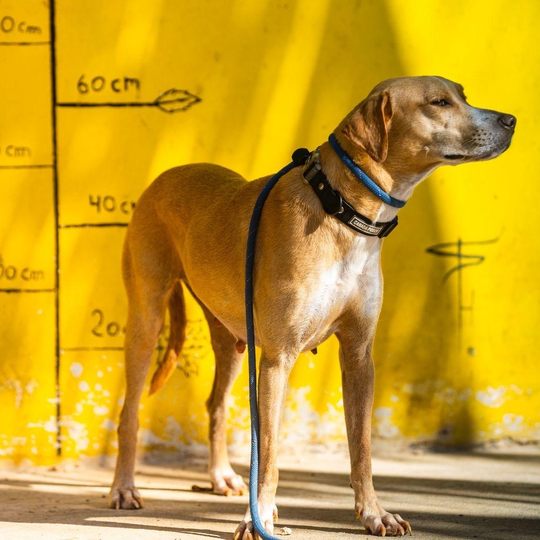 Lua, a ADOPTABLE mixed breed in New York, NY image 3/6