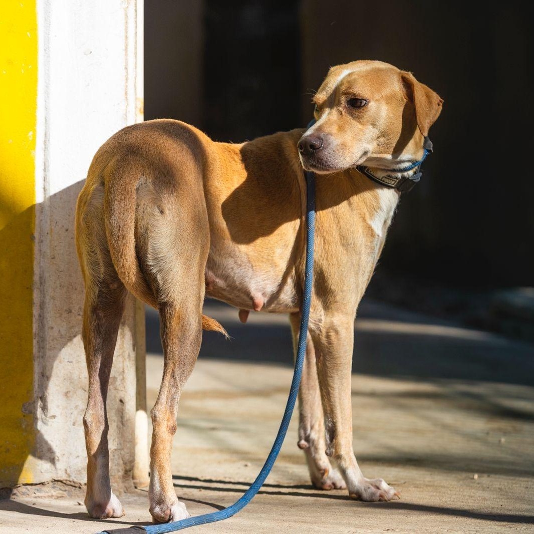 Lua, a ADOPTABLE mixed breed in New York, NY image 6/6