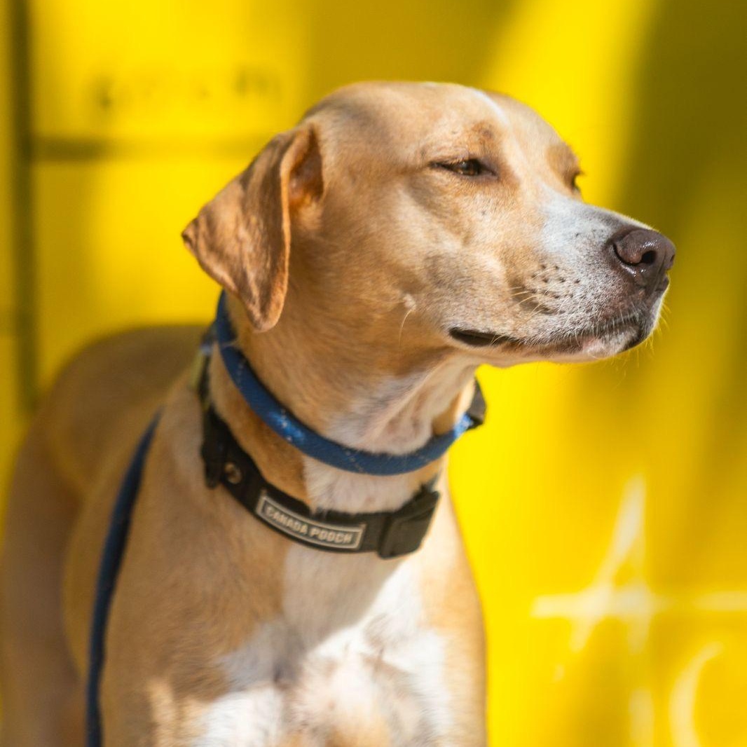 Lua, a ADOPTABLE mixed breed in New York, NY image 1/6