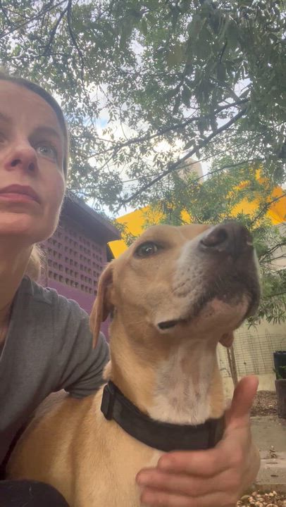 Enlarge Lua, a ADOPTABLE mixed breed in New York, NY video 4/6