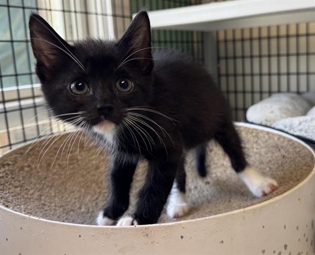 FAITH, Adoptable, Kitten Female Domestic Short Hair.