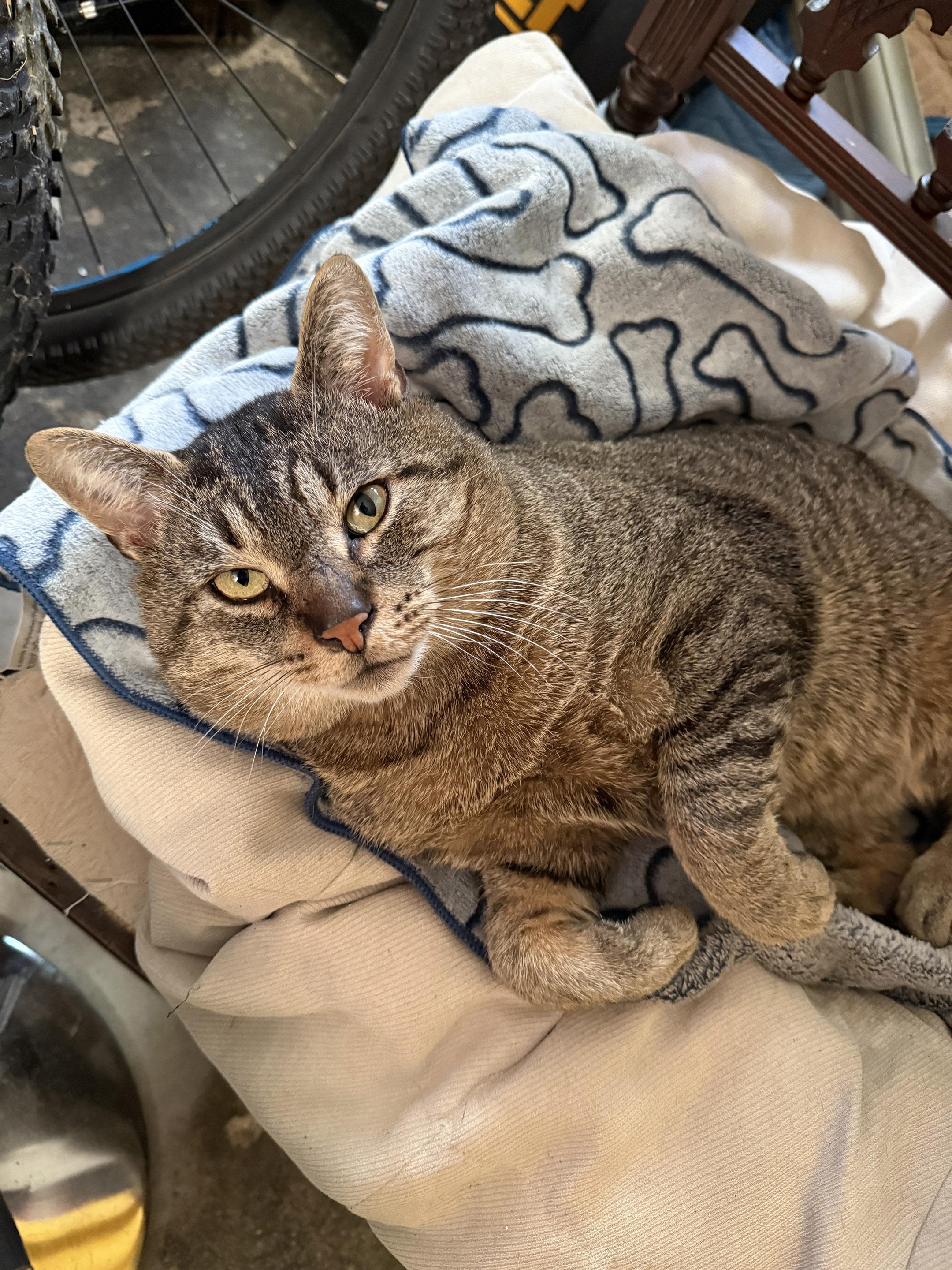 Jonah FIV +ve, Adoptable, Adult Male Domestic Short Hair.