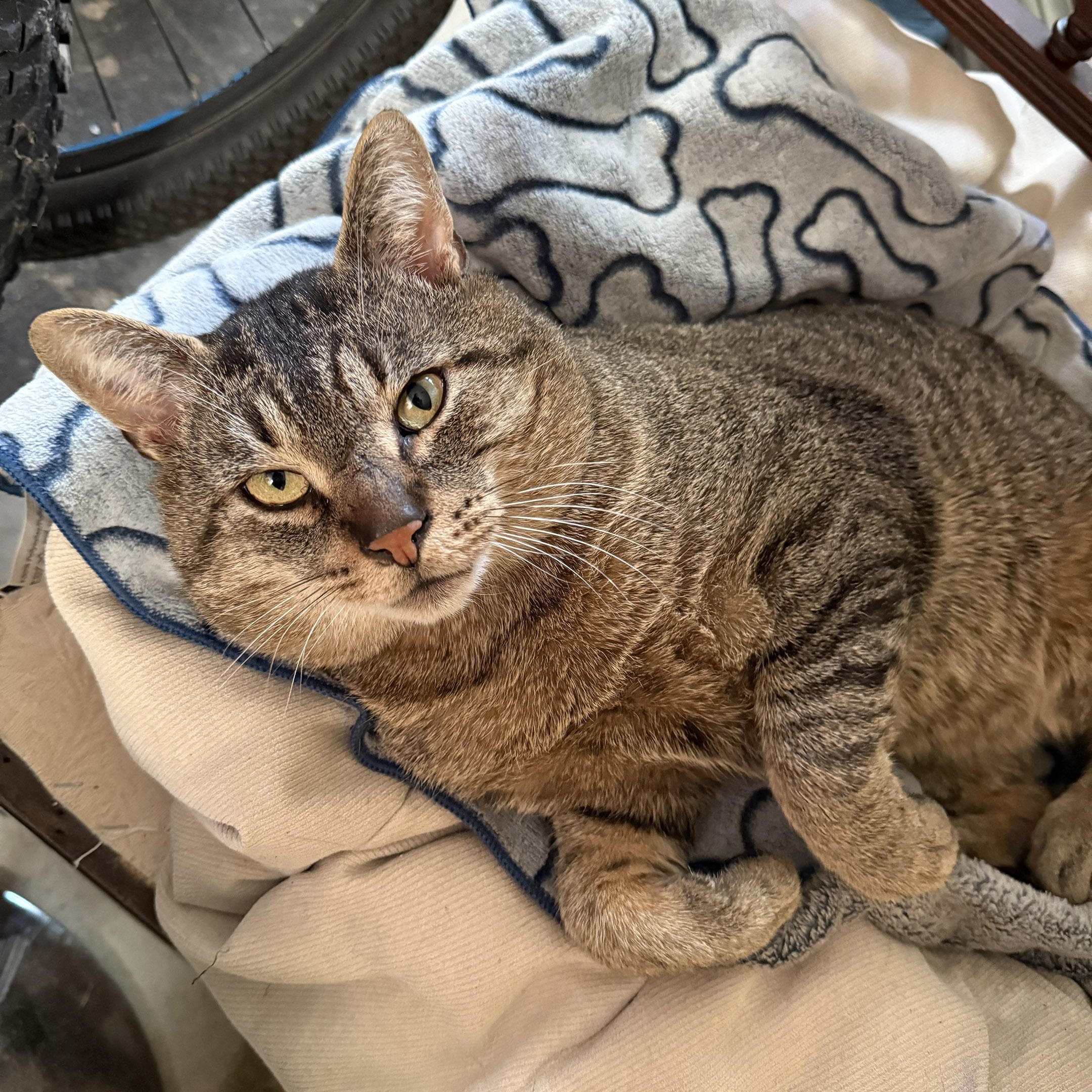 Enlarge Jonah FIV +ve, a Adoptable Domestic Short Hair in Pickering, ON image 1/3