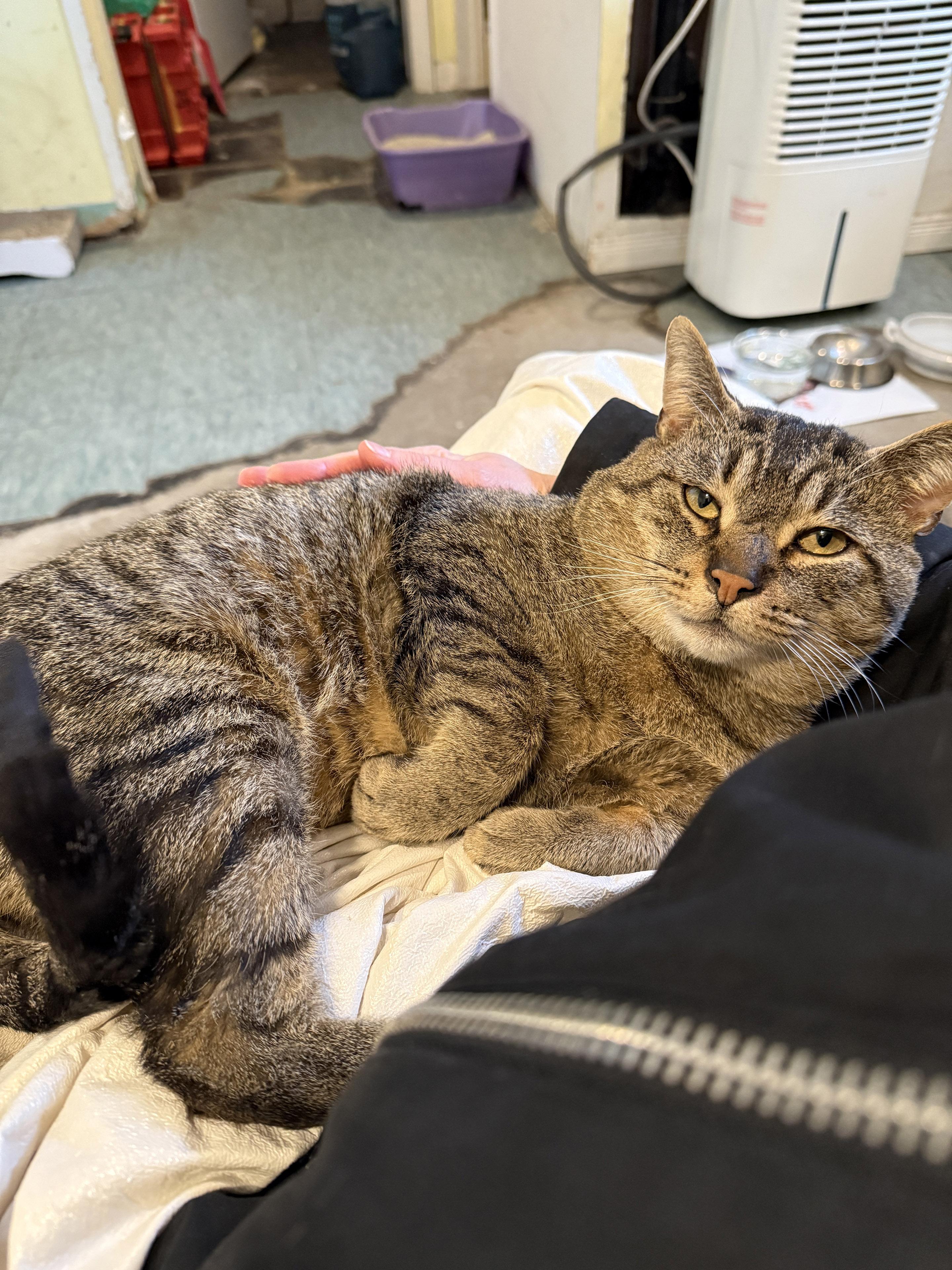 Jonah FIV +ve, a Adoptable Domestic Short Hair in Pickering, ON image 3/3