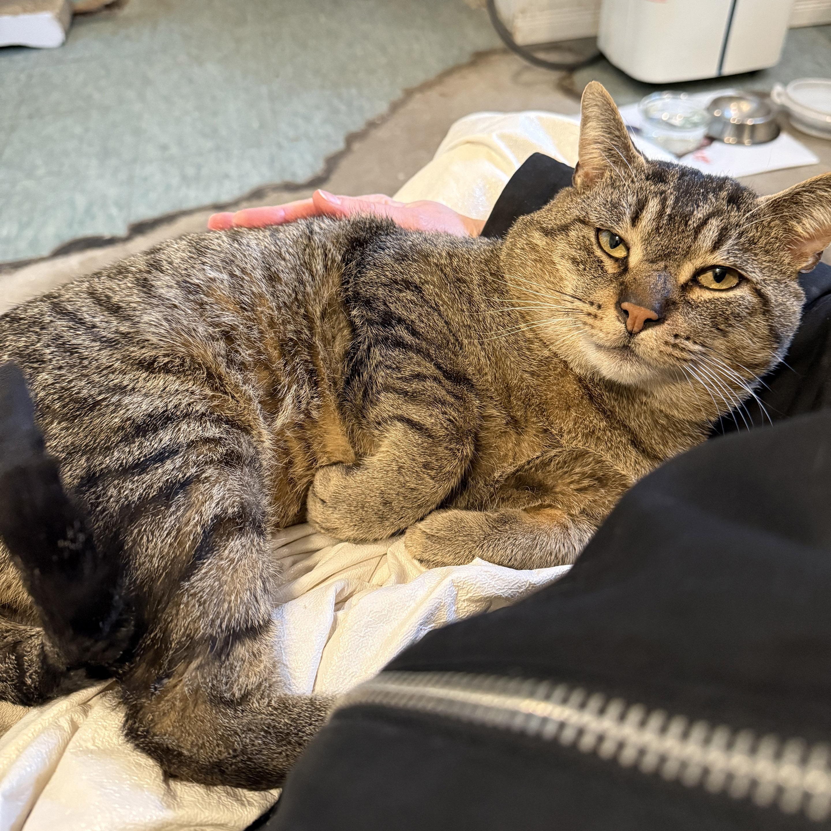 Enlarge Jonah FIV +ve, a Adoptable Domestic Short Hair in Pickering, ON image 3/3