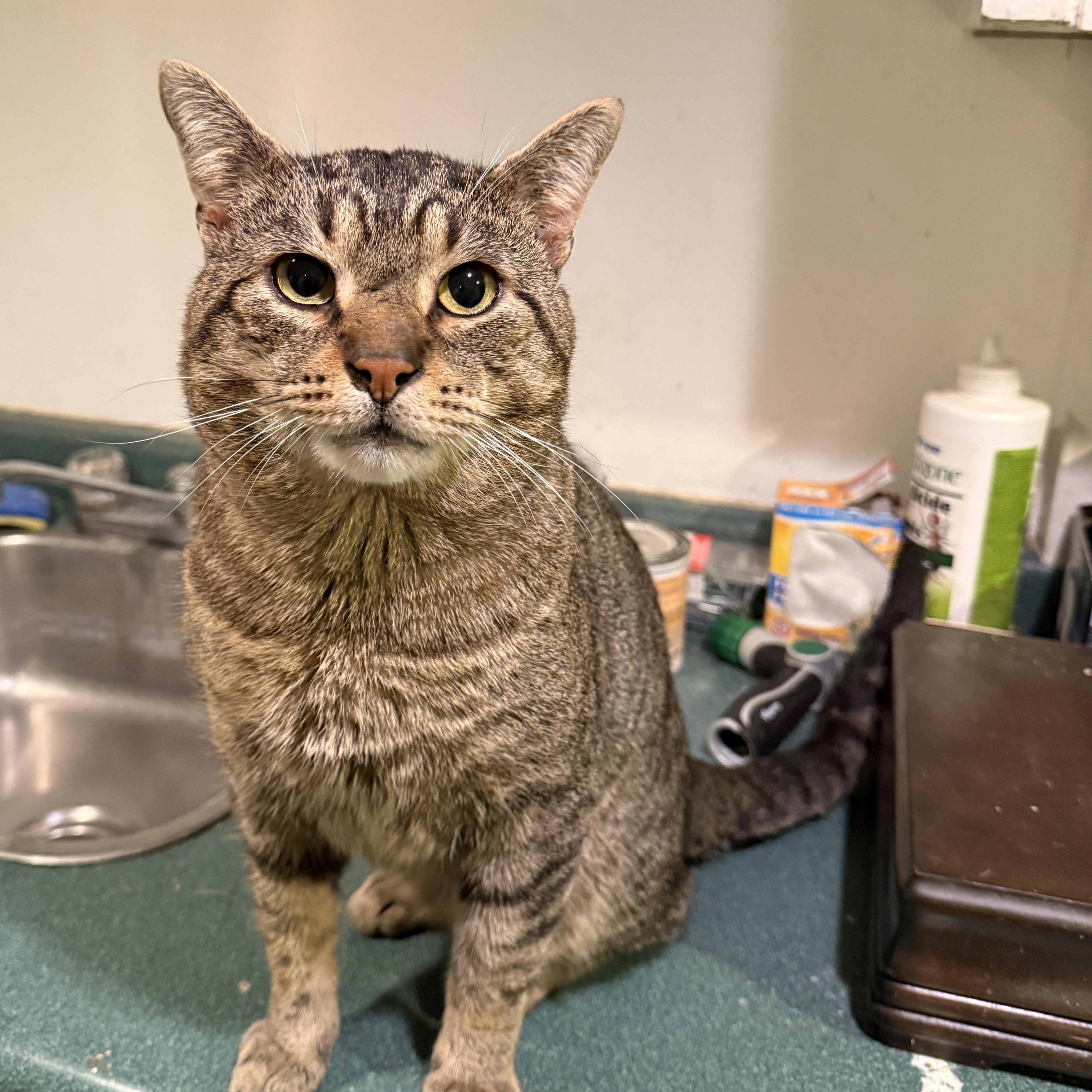 Jonah FIV +ve, a Adoptable Domestic Short Hair in Pickering, ON image 2/3