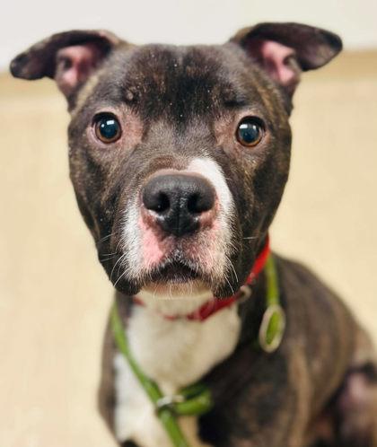 Bubba — thumbnail 2