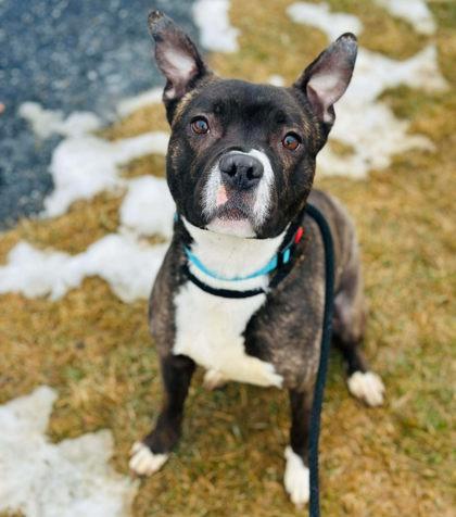 Bubba — thumbnail 3