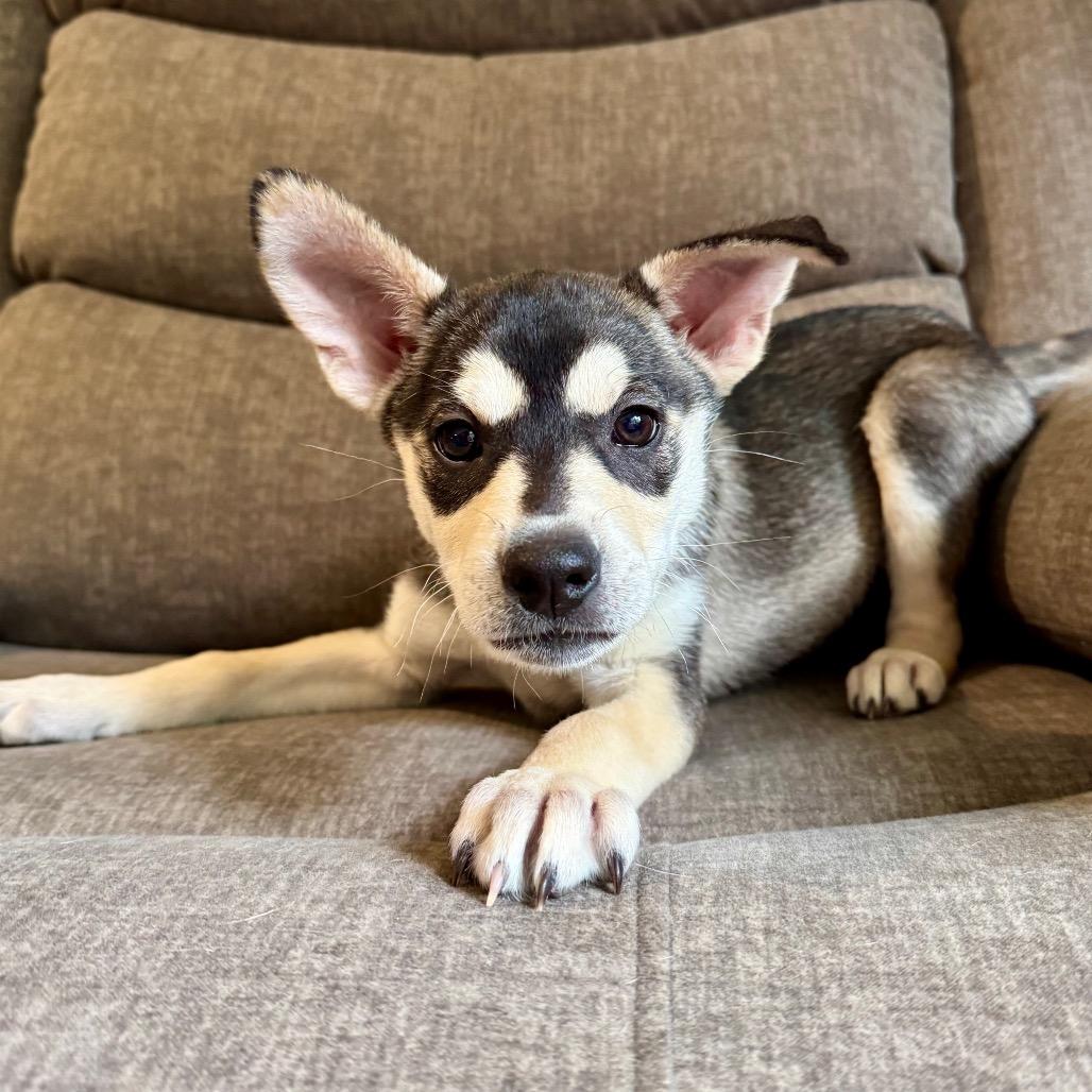 Pimento, Adoptable, Puppy Female Husky & Terrier.