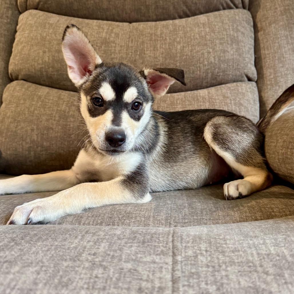 Pimento, Adoptable, Puppy Female Siberian Husky & German Shepherd Dog.