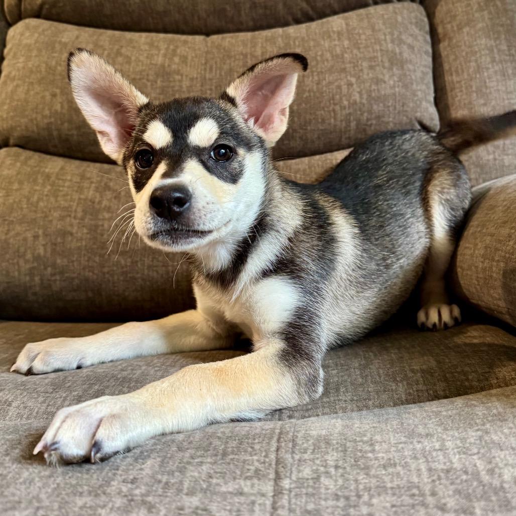 Pimento, a Adoptable mixed breed in Crystal, MN image 4/4