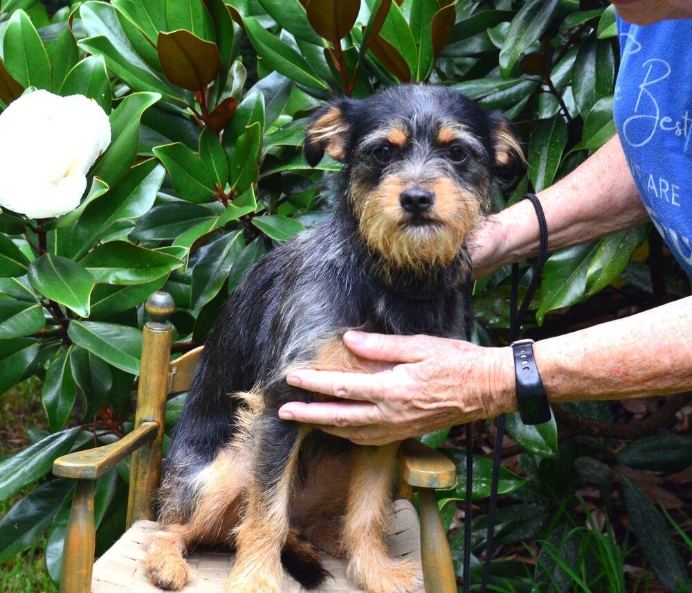 Tink, Adoptable, Young Female Chihuahua & Yorkshire Terrier.