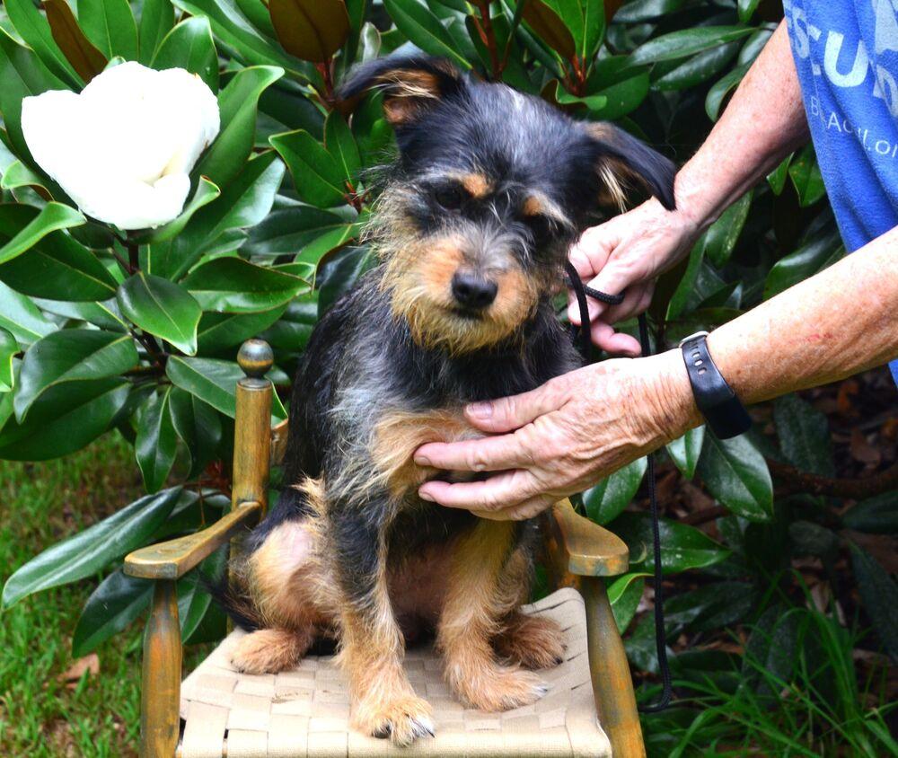 Tink, a Adoptable mixed breed in Willingboro, NJ image 2/6