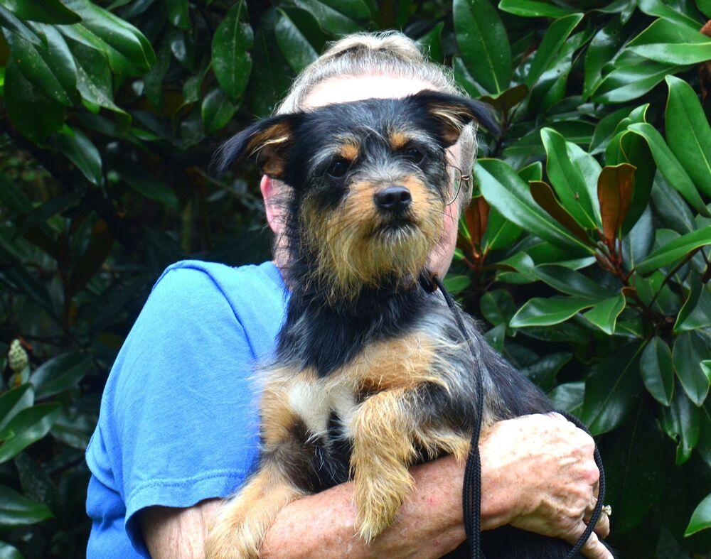 Tink, a Adoptable mixed breed in Willingboro, NJ image 3/6