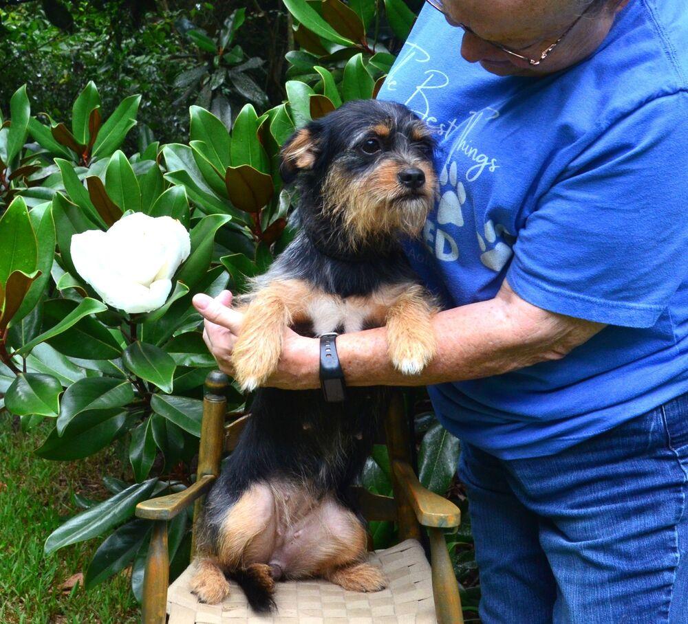 Tink, a Adoptable mixed breed in Willingboro, NJ image 5/6