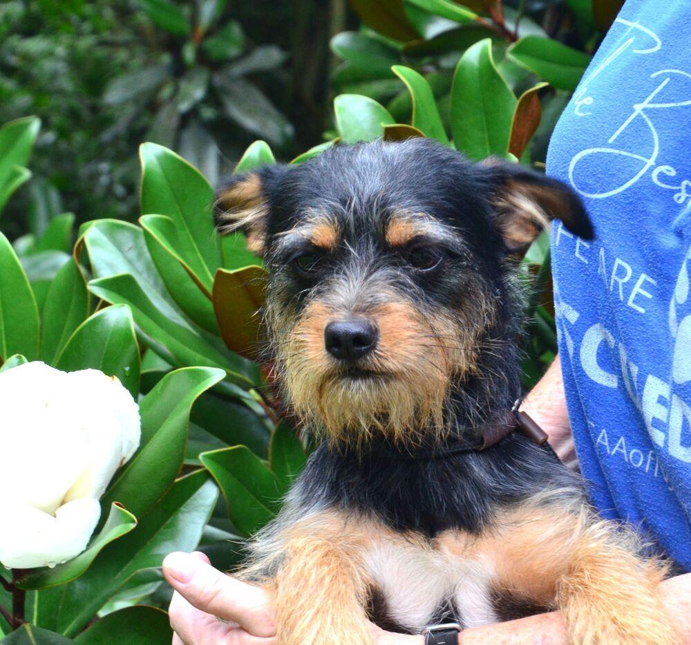 Tink, a Adoptable mixed breed in Willingboro, NJ image 6/6