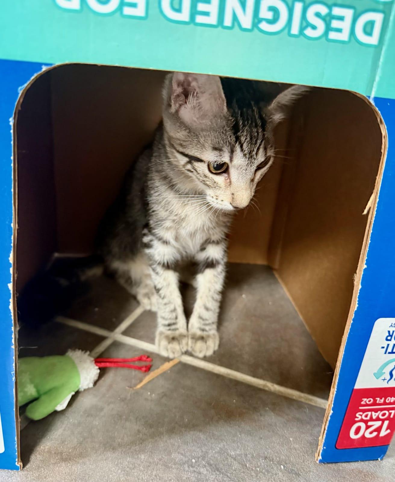 Enlarge Xena, a Adoptable Domestic Short Hair in Honolulu, HI image 3/4