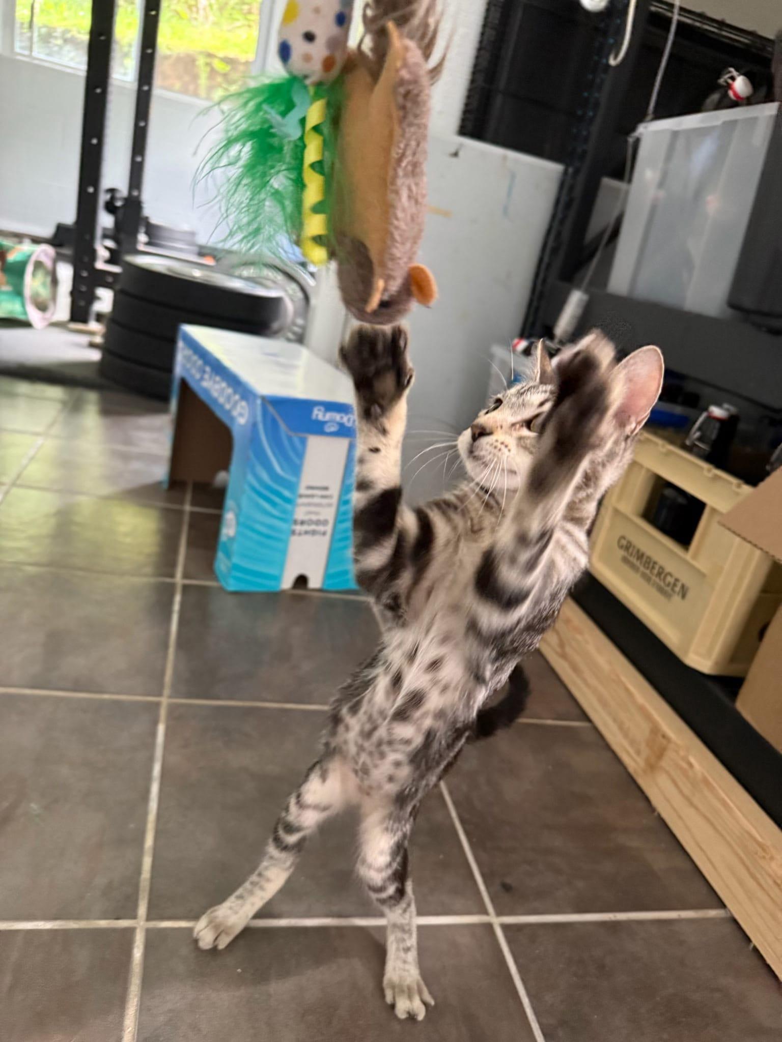 Enlarge Xena, a Adoptable Domestic Short Hair in Honolulu, HI image 2/4