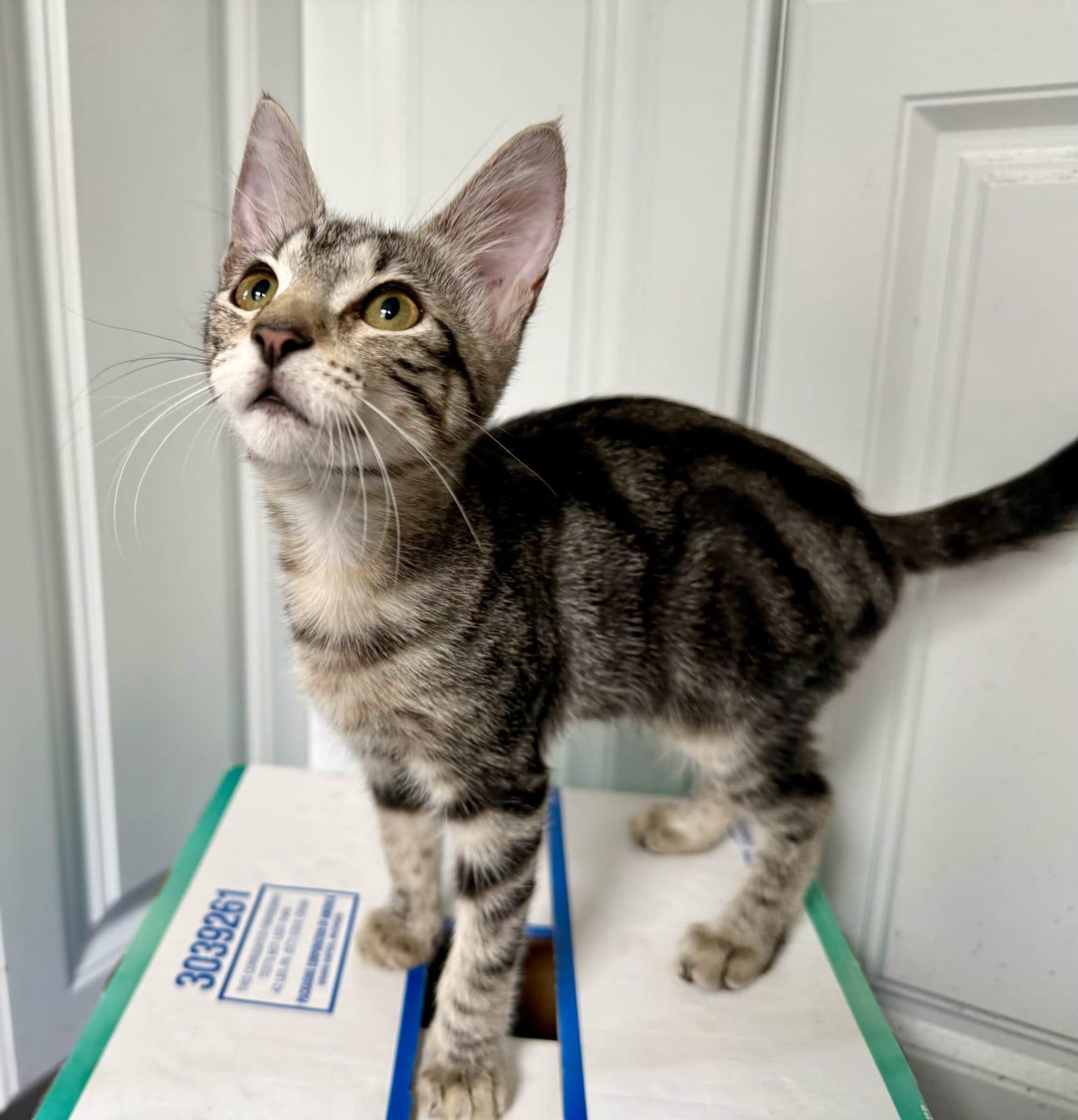 Enlarge Xena, a Adoptable Domestic Short Hair in Honolulu, HI image 4/4