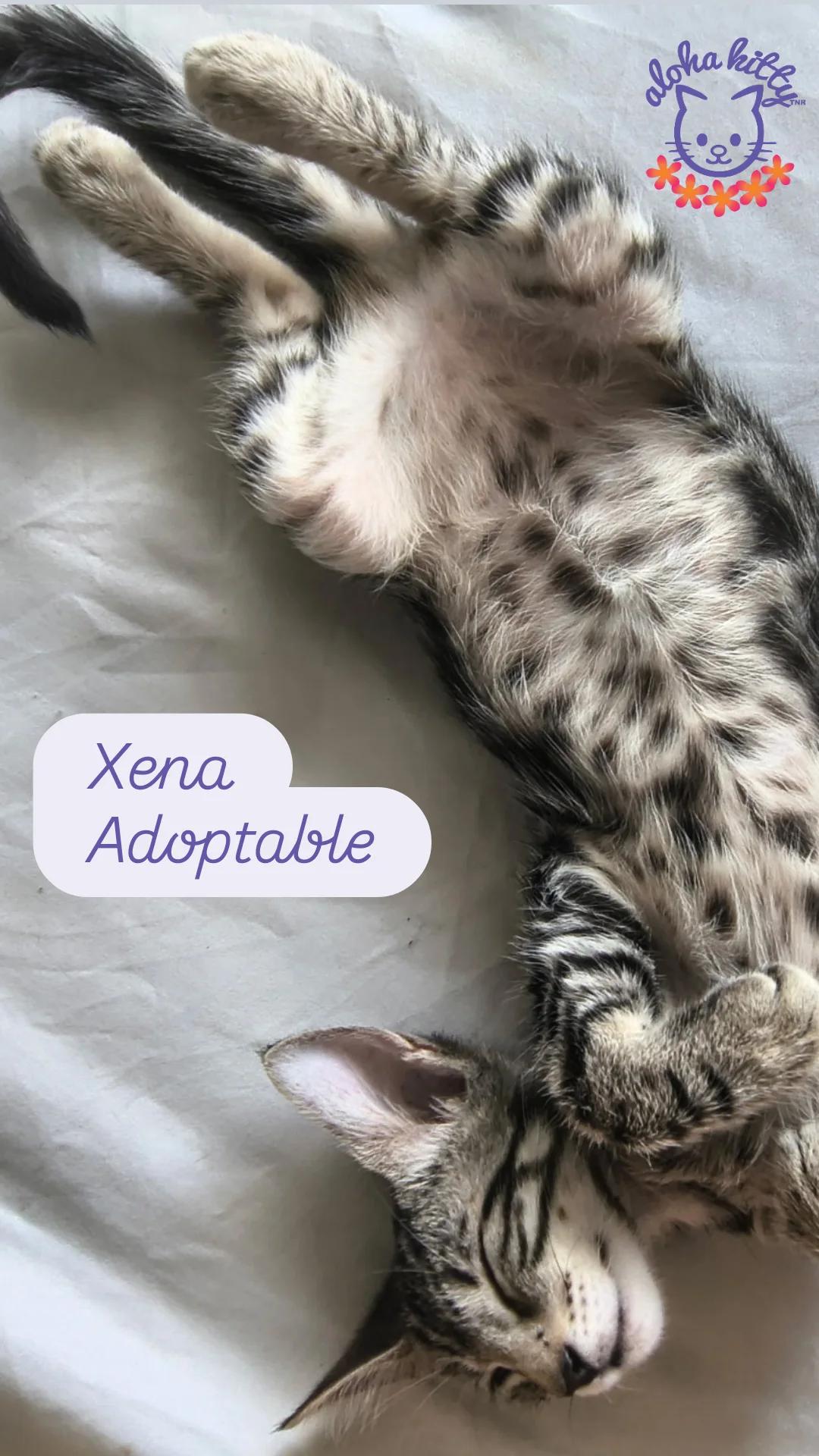 Xena, Adoptable, Kitten Female Domestic Short Hair.