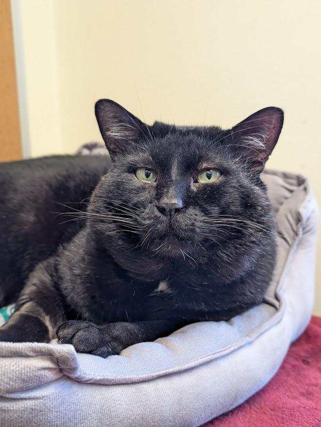 Enlarge Gideon, a ADOPTABLE Domestic Short Hair in Coquitlam, BC image 1/4