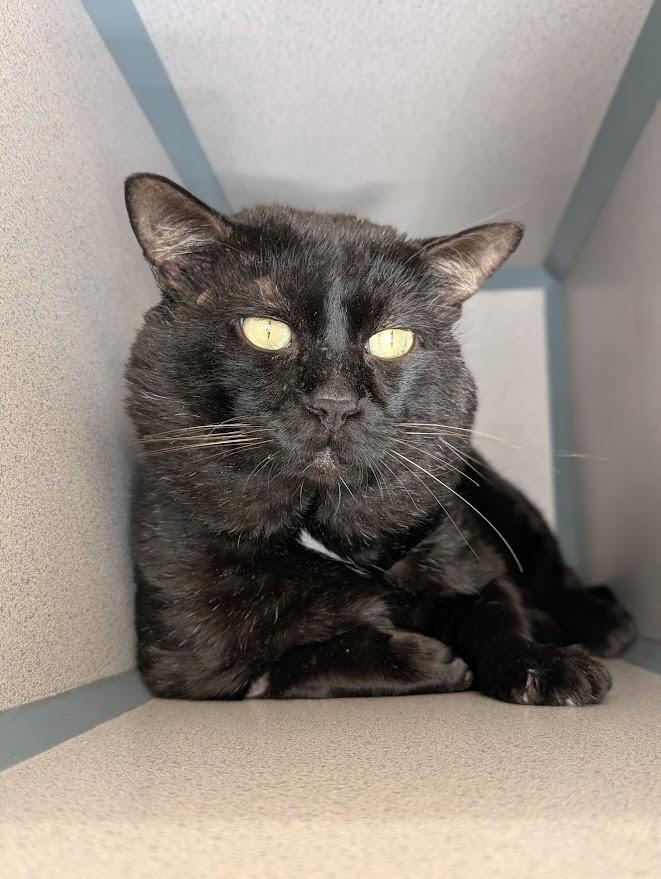 Gideon, ADOPTABLE, Adult Male Domestic Short Hair.