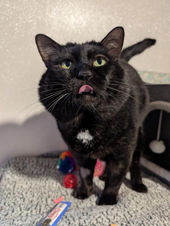 Enlarge Gideon, a ADOPTABLE Domestic Short Hair in Coquitlam, BC image 4/4