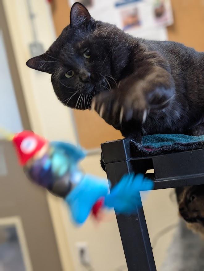 Enlarge Gideon, a ADOPTABLE Domestic Short Hair in Coquitlam, BC image 3/4