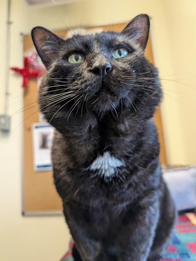 Enlarge Gideon, a ADOPTABLE Domestic Short Hair in Coquitlam, BC image 2/4