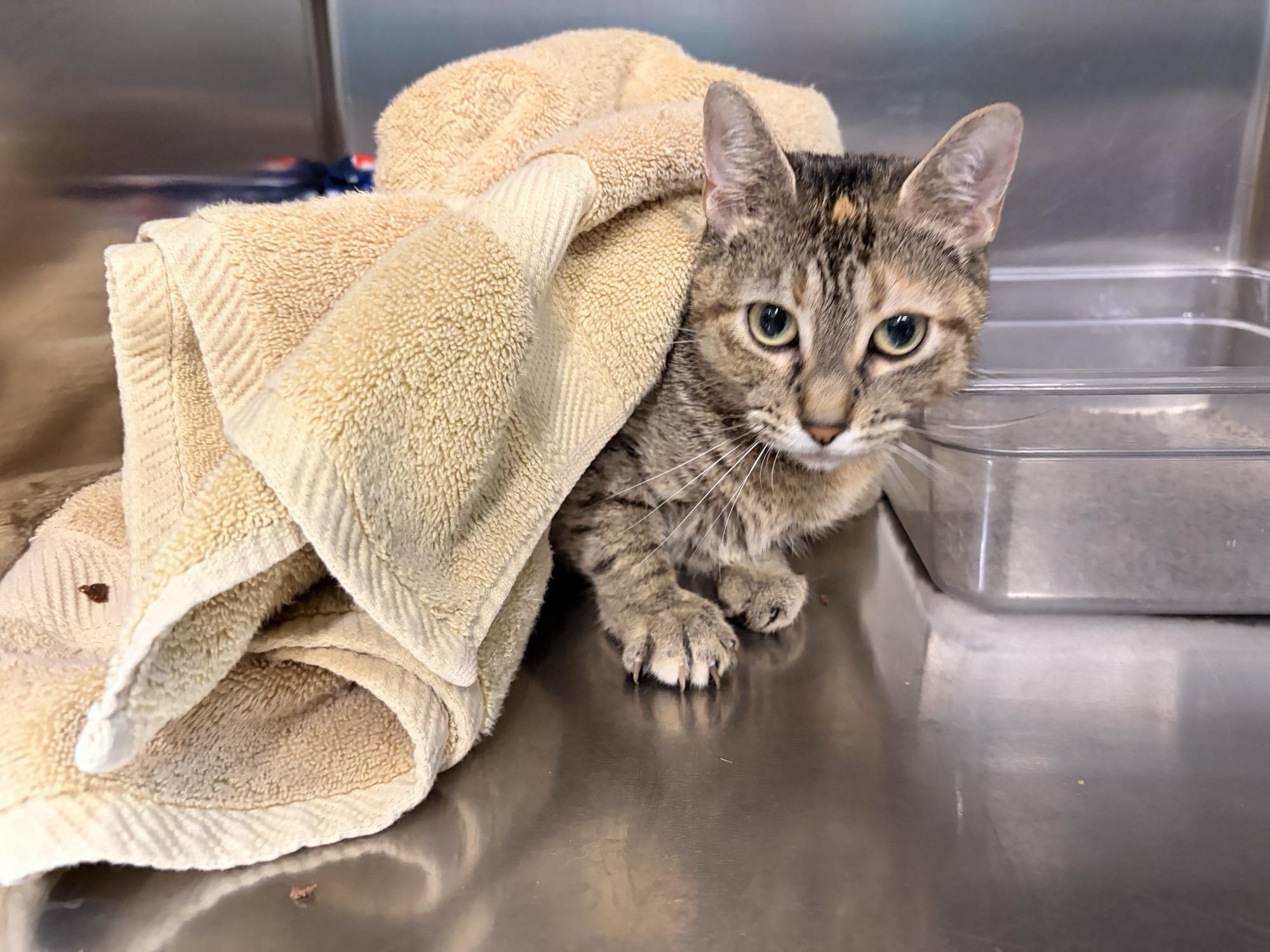 Cashmere, a ADOPTABLE Domestic Short Hair in Saint Charles, MO image 2/2