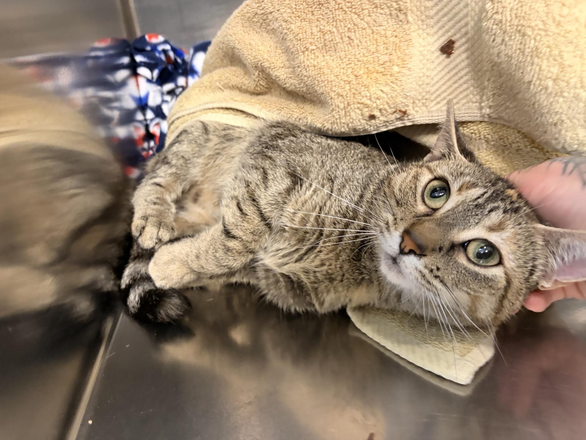 Cashmere, ADOPTABLE, Young Female Domestic Short Hair.