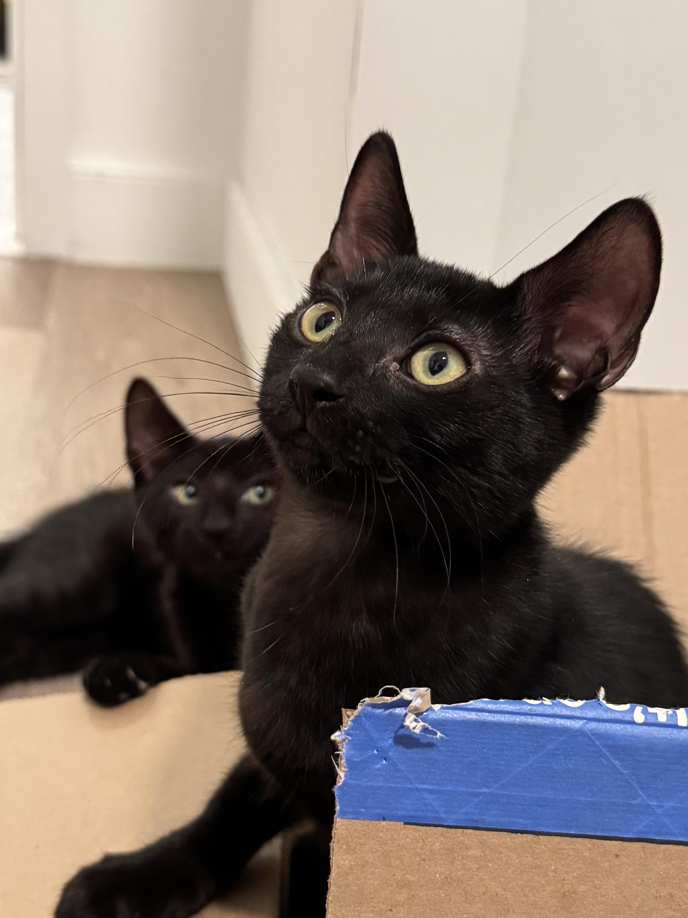 Onyx (Bonded to Licorice), a Adoptable Domestic Short Hair in Long Island City, NY image 5/5