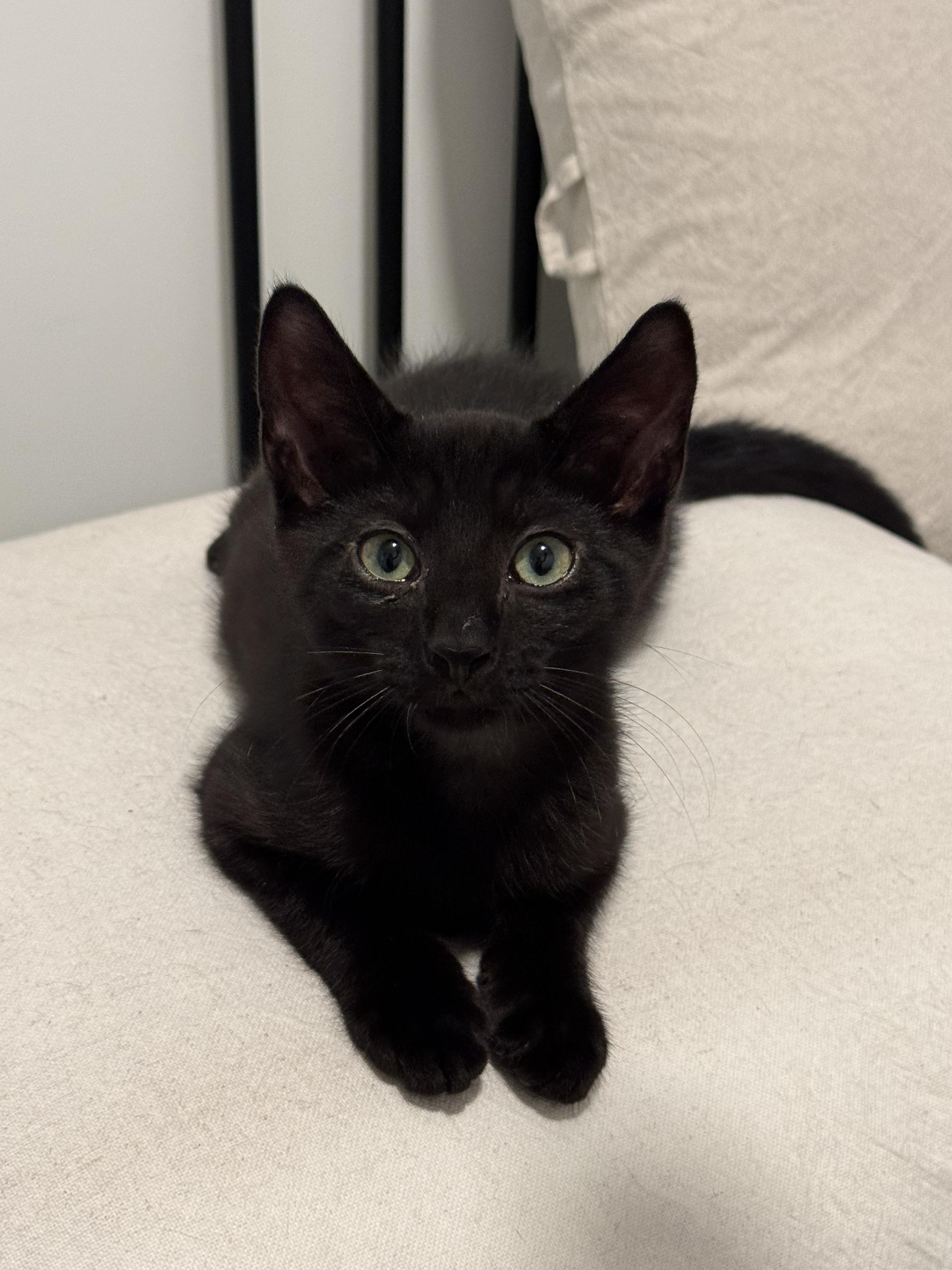 Onyx (Bonded to Licorice), a Adoptable Domestic Short Hair in Long Island City, NY image 1/5