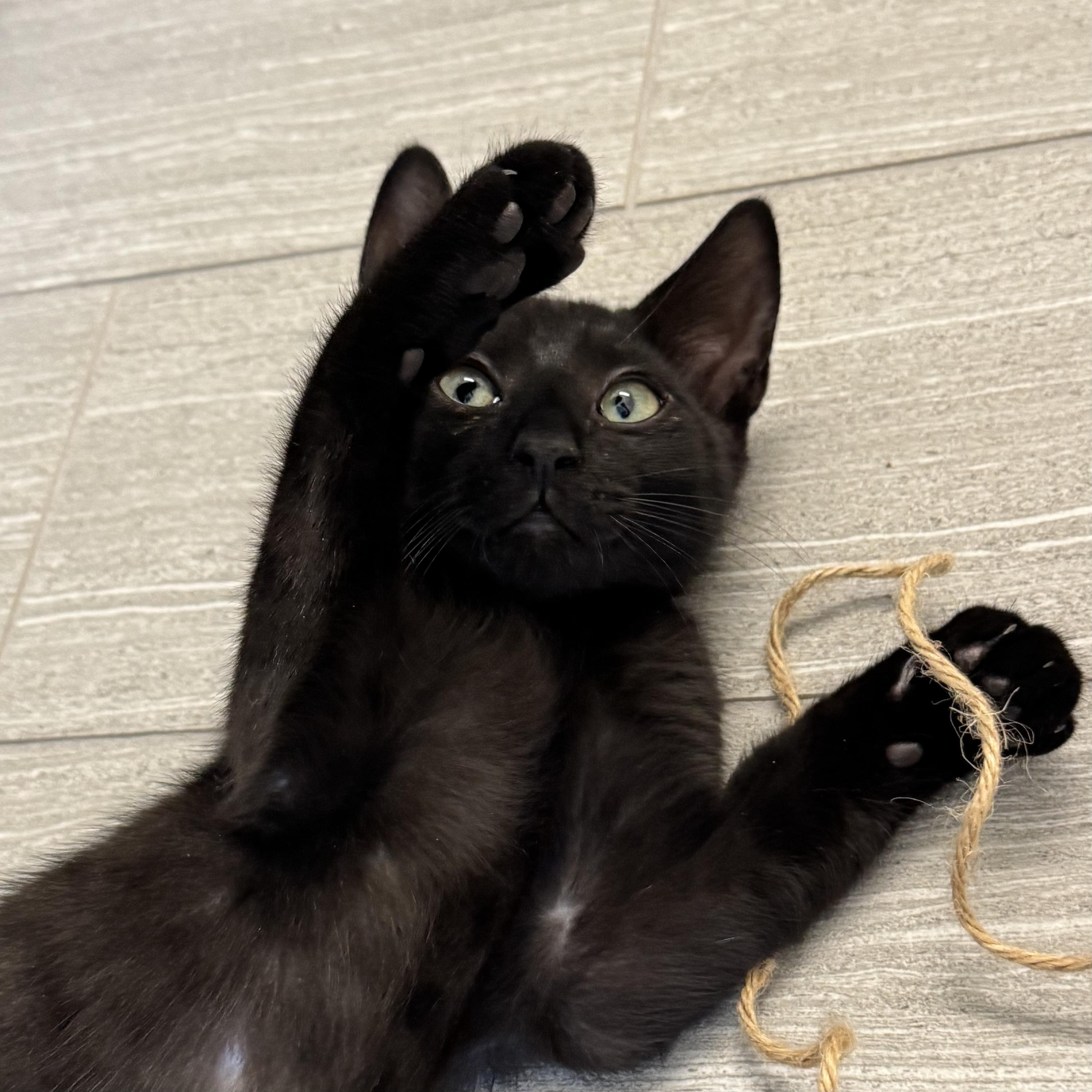 Onyx (Bonded to Licorice), a Adoptable Domestic Short Hair in Long Island City, NY image 3/5