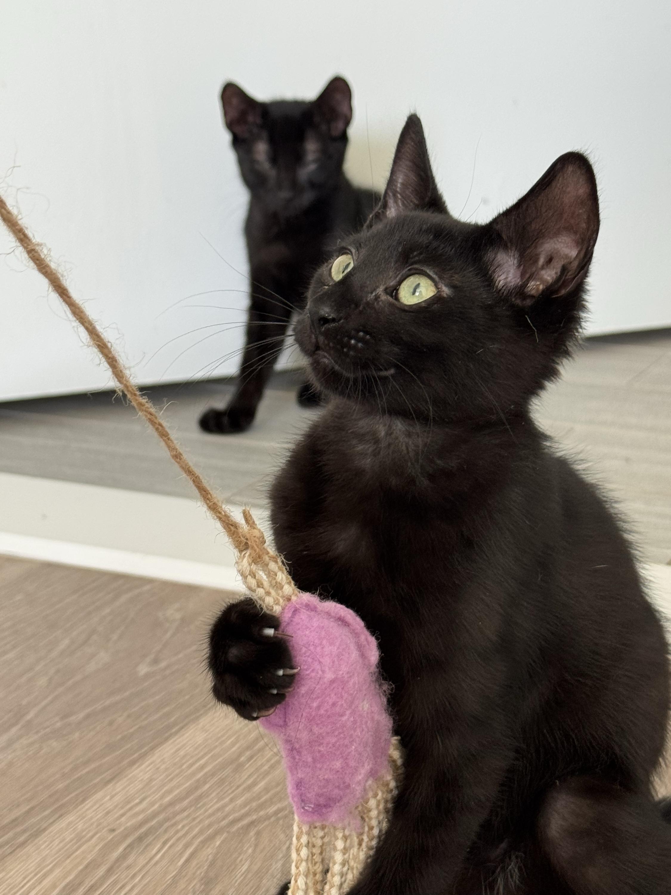 Onyx (Bonded to Licorice), a Adoptable Domestic Short Hair in Long Island City, NY image 4/5