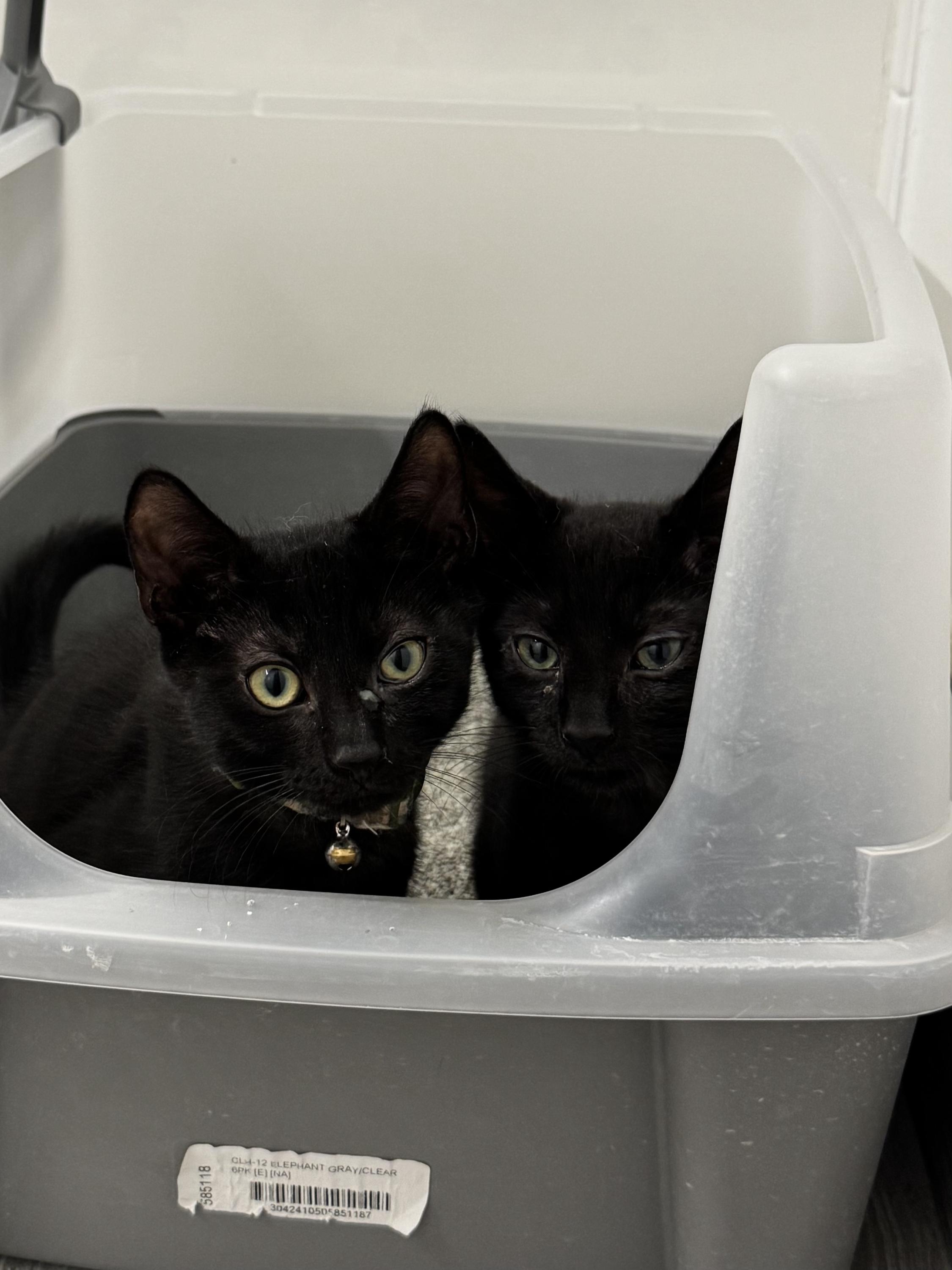 Onyx (Bonded to Licorice), a Adoptable Domestic Short Hair in Long Island City, NY image 2/5
