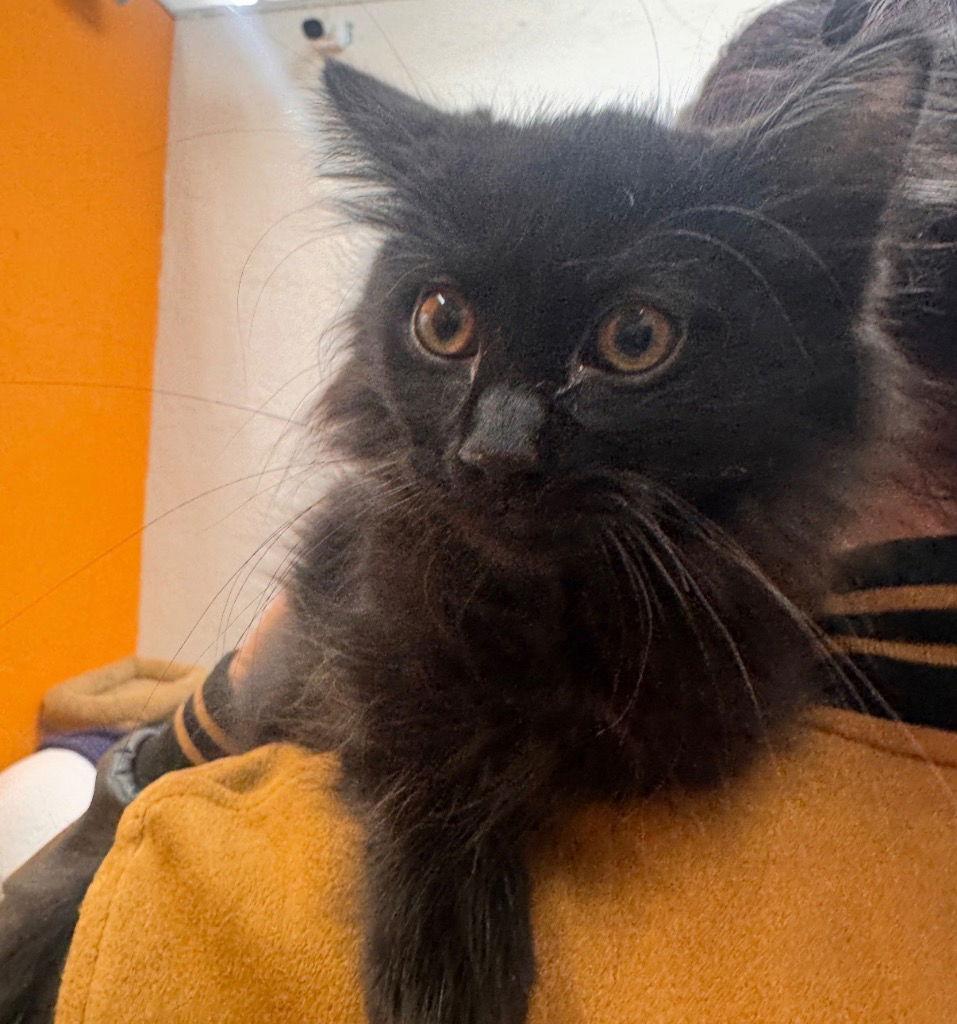 Enlarge Noire, a Adoptable Domestic Short Hair in Saint George, UT image 1/2