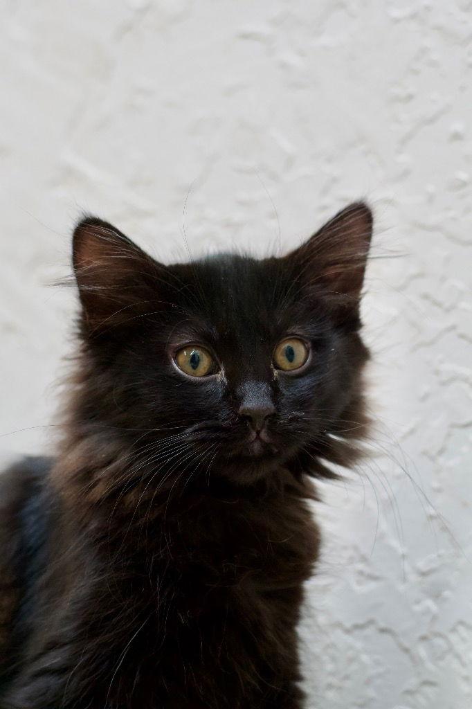 Enlarge Noire, a Adoptable Domestic Short Hair in Saint George, UT image 2/2